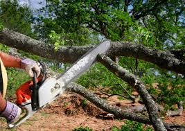 How Our Tree Care Process Works  in  Bawcomville, LA